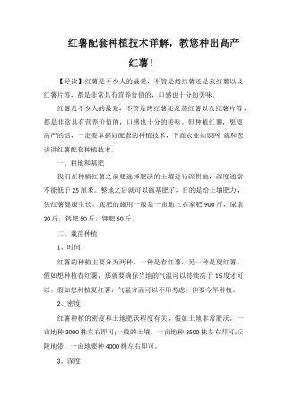 红薯配套种植技术详解-教您种出高产红薯!