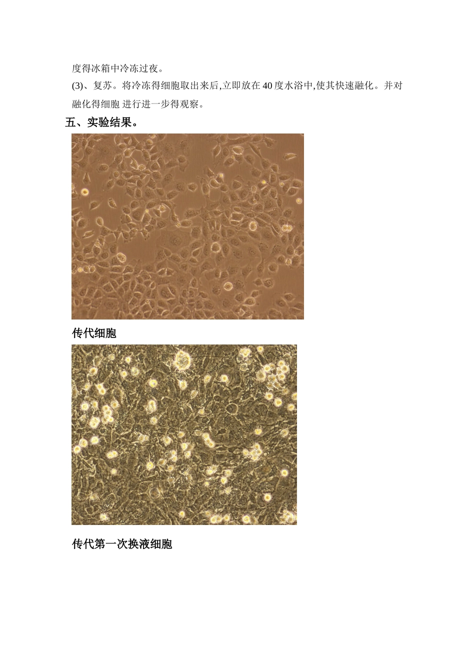 细胞培养实验报告_第3页