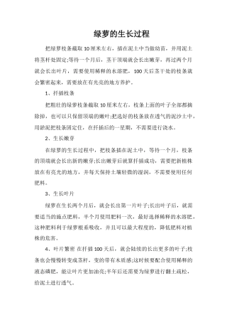 绿萝的生长过程