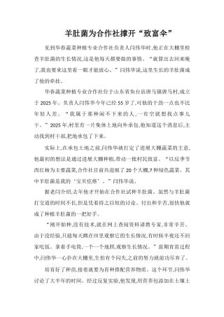 羊肚菌为合作社撑开“致富伞”