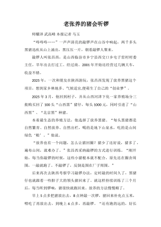老张养的猪会听锣