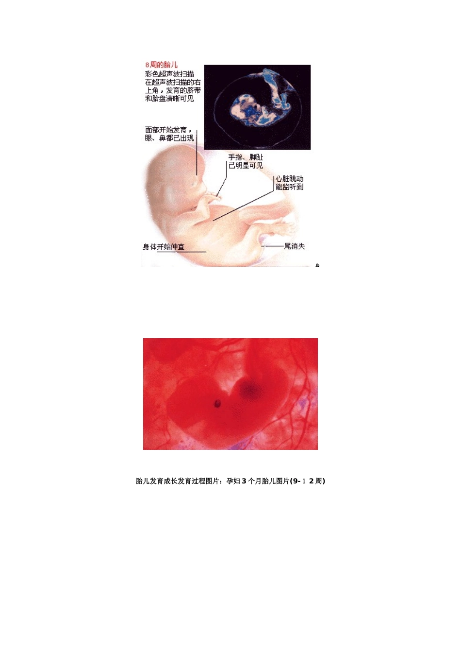 胎儿1到10个月发育过程_第2页