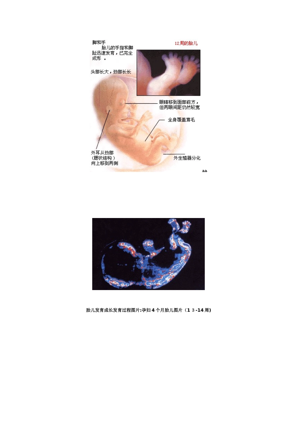 胎儿1到10个月发育过程_第3页