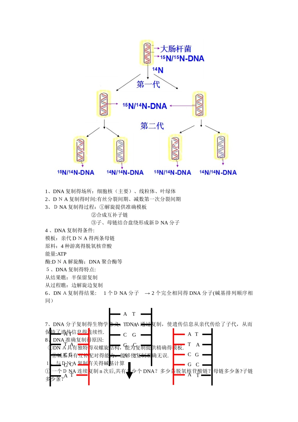 自制DNA复制知识点_第2页