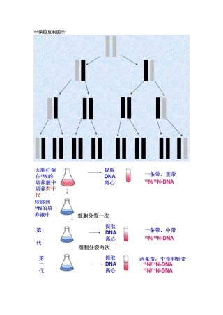 自制DNA复制知识点