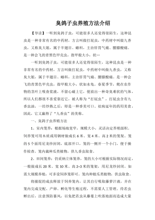 臭鸽子虫养殖方法介绍