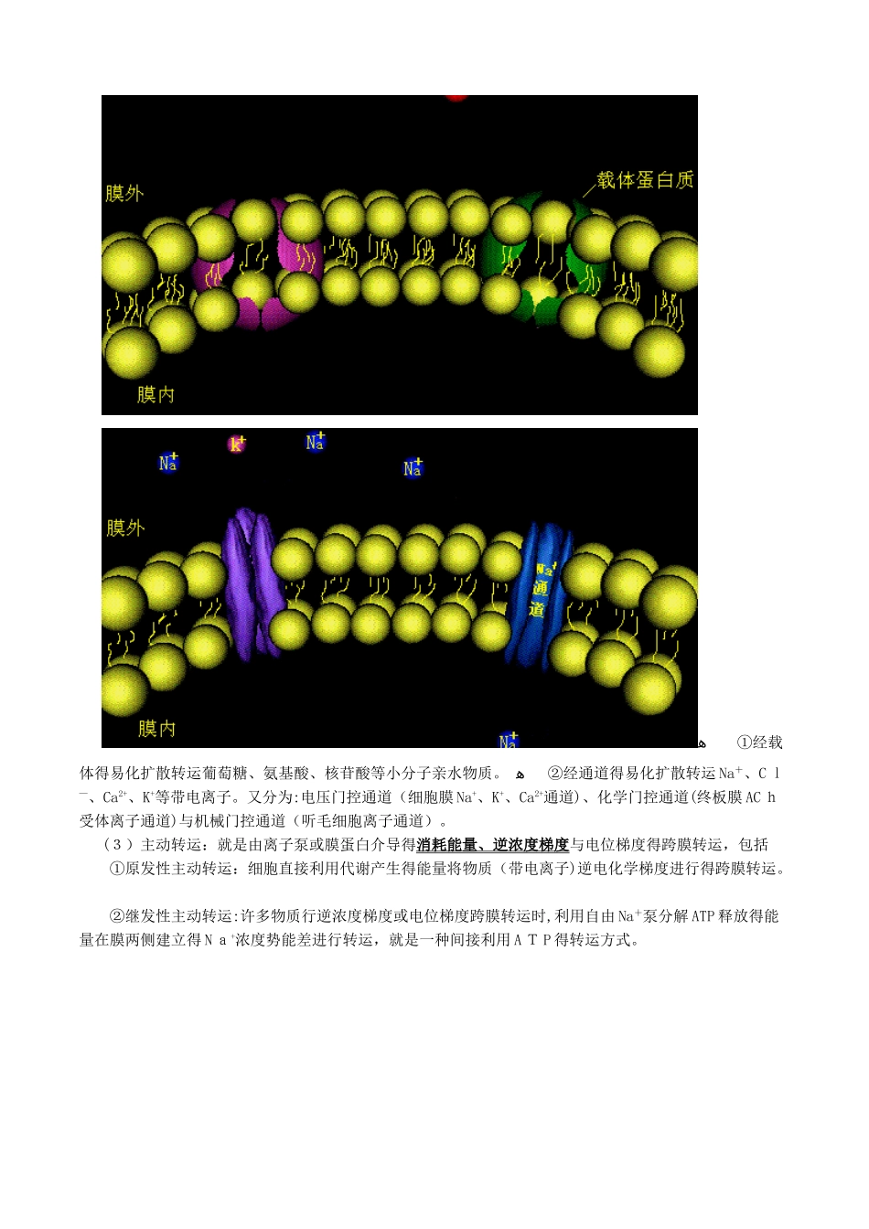 药士基础知识讲义-生理学_第2页