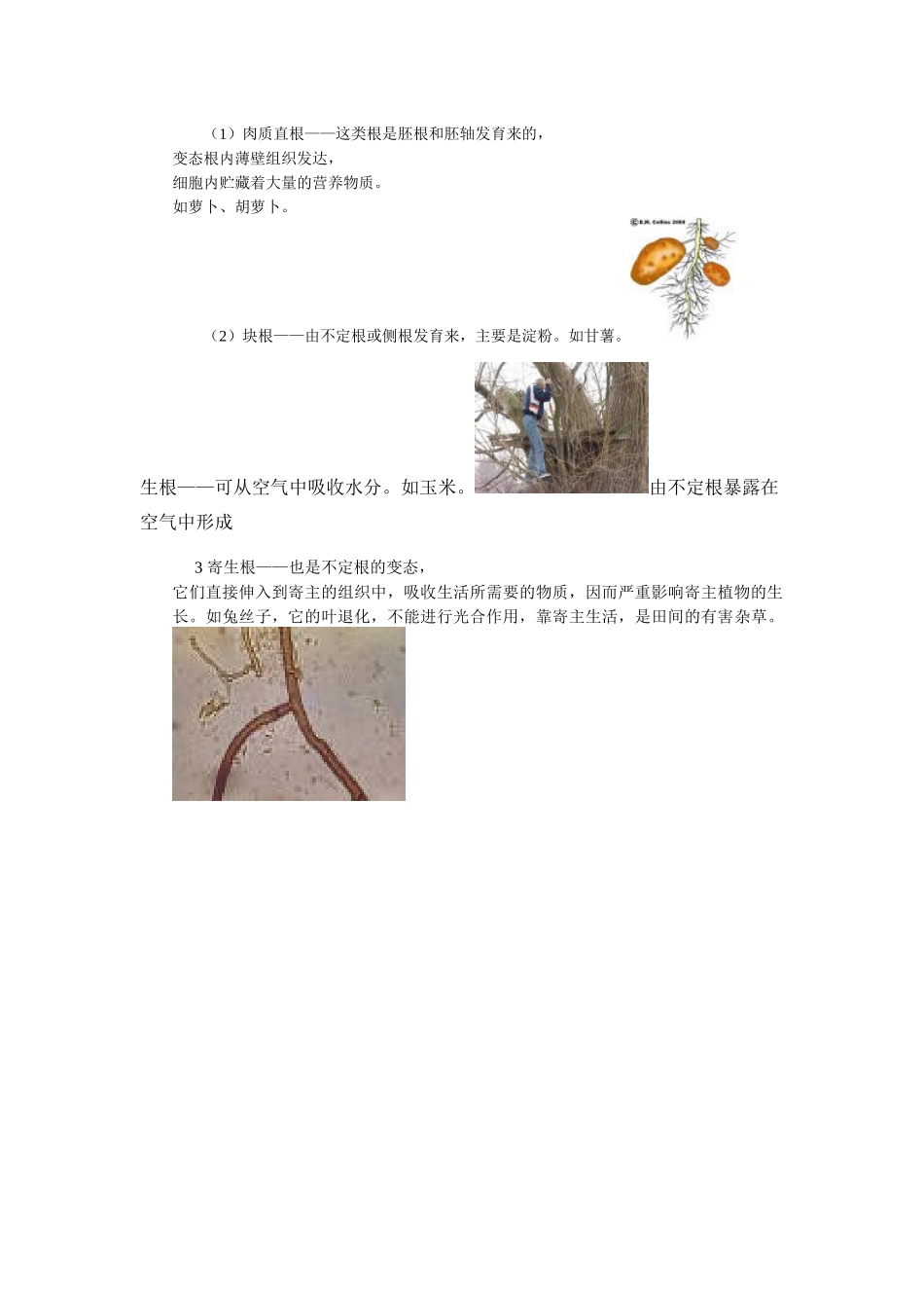 营养器官间的相互联系_第2页