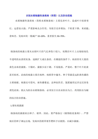 识别水稻细菌性条斑病以及防治措施