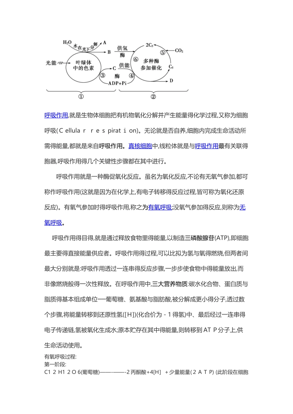 高中生物光合作用与呼吸作用_第3页