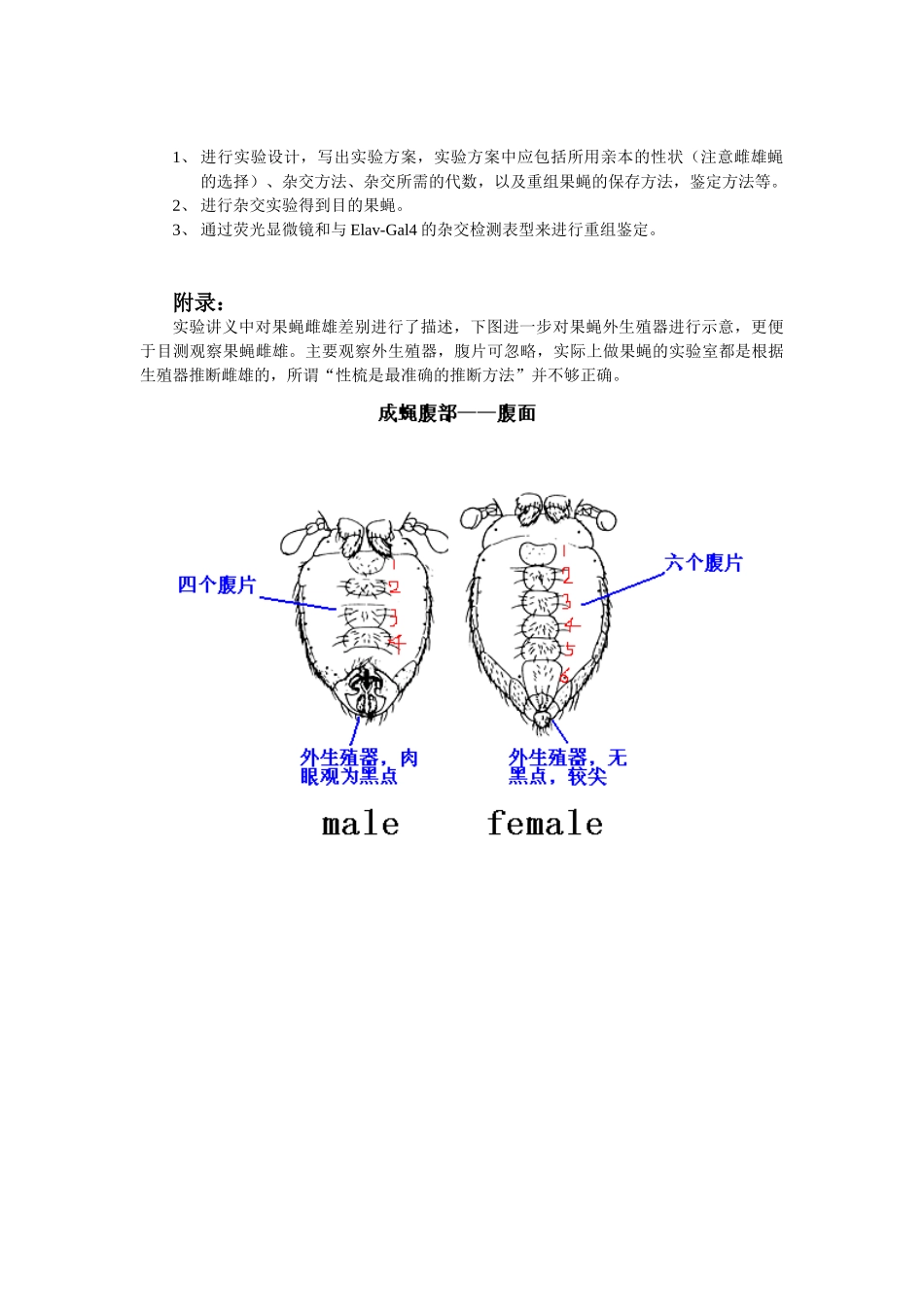 2025-转基因果蝇的杂交重组和鉴定-实验指导_第3页