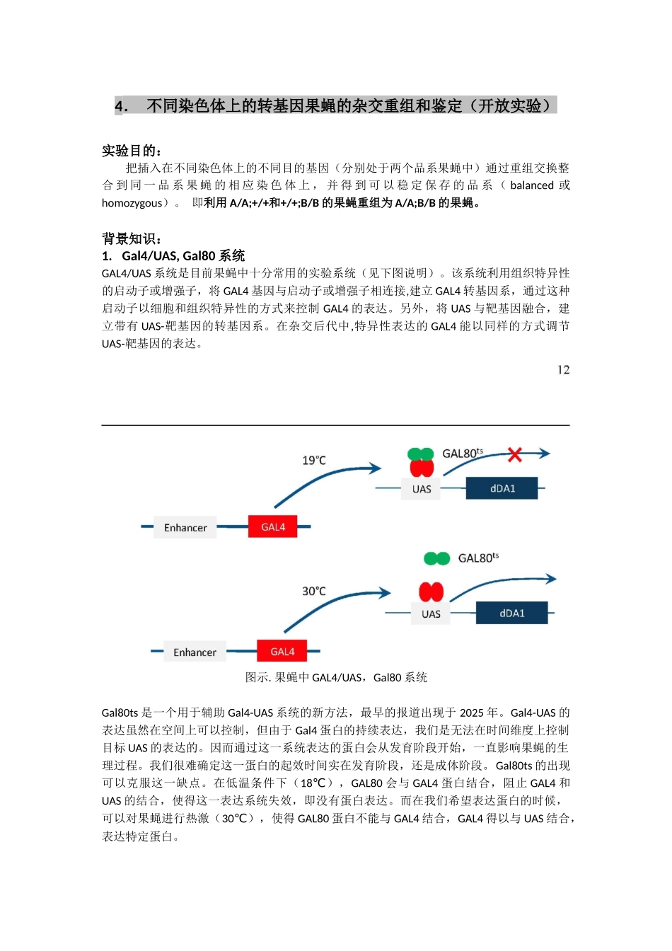 不同染色体上的转基因果蝇的杂交重组和鉴定_第1页