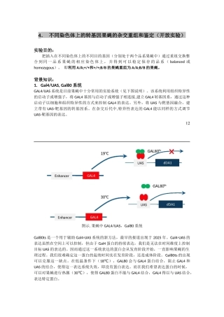 不同染色体上的转基因果蝇的杂交重组和鉴定
