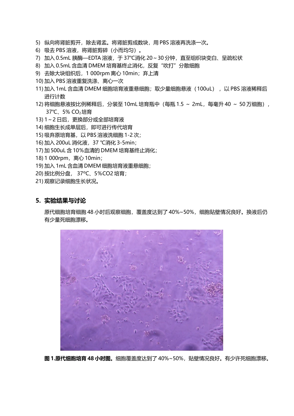 乳鼠肾细胞的原代培养_第2页