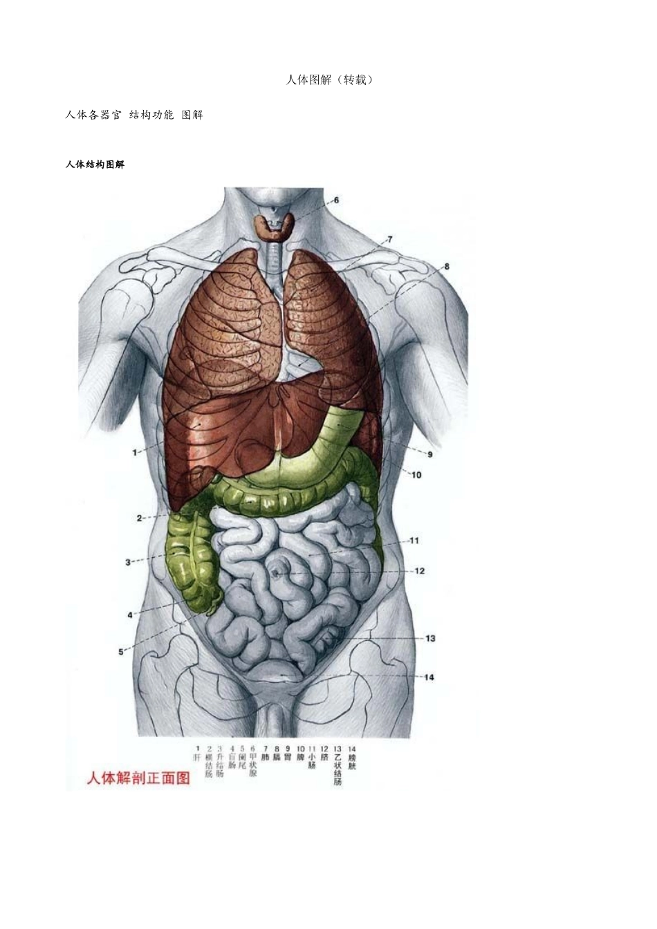 人体解刨学医学图解_第1页