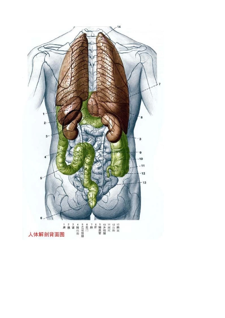 人体解刨学医学图解_第2页