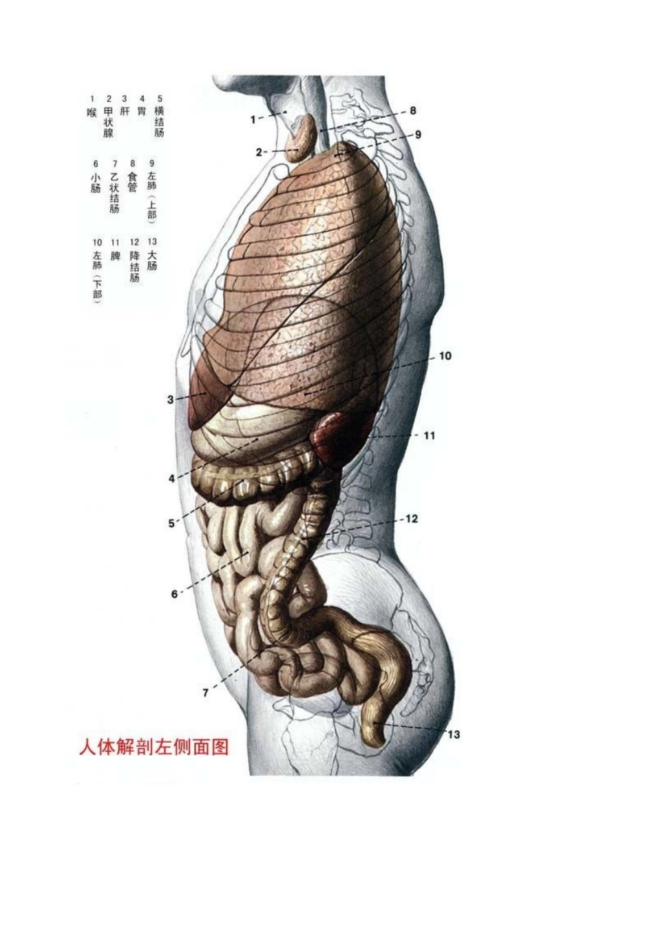 人体解刨学医学图解_第3页
