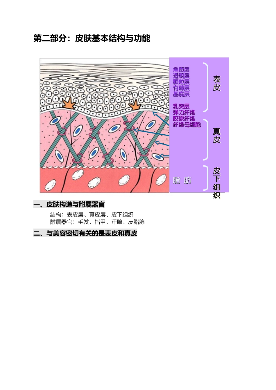 关于皮肤基础知识的详解_第2页