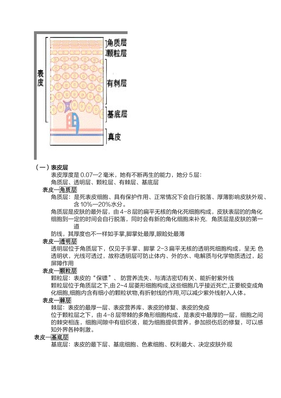 关于皮肤基础知识的详解_第3页