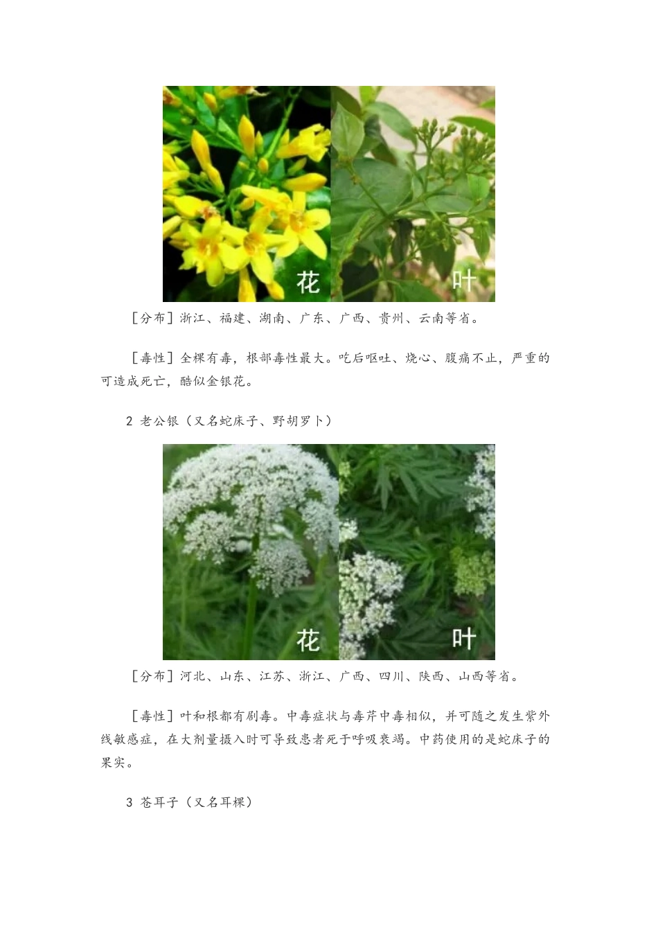 十六种野菜有毒_第3页