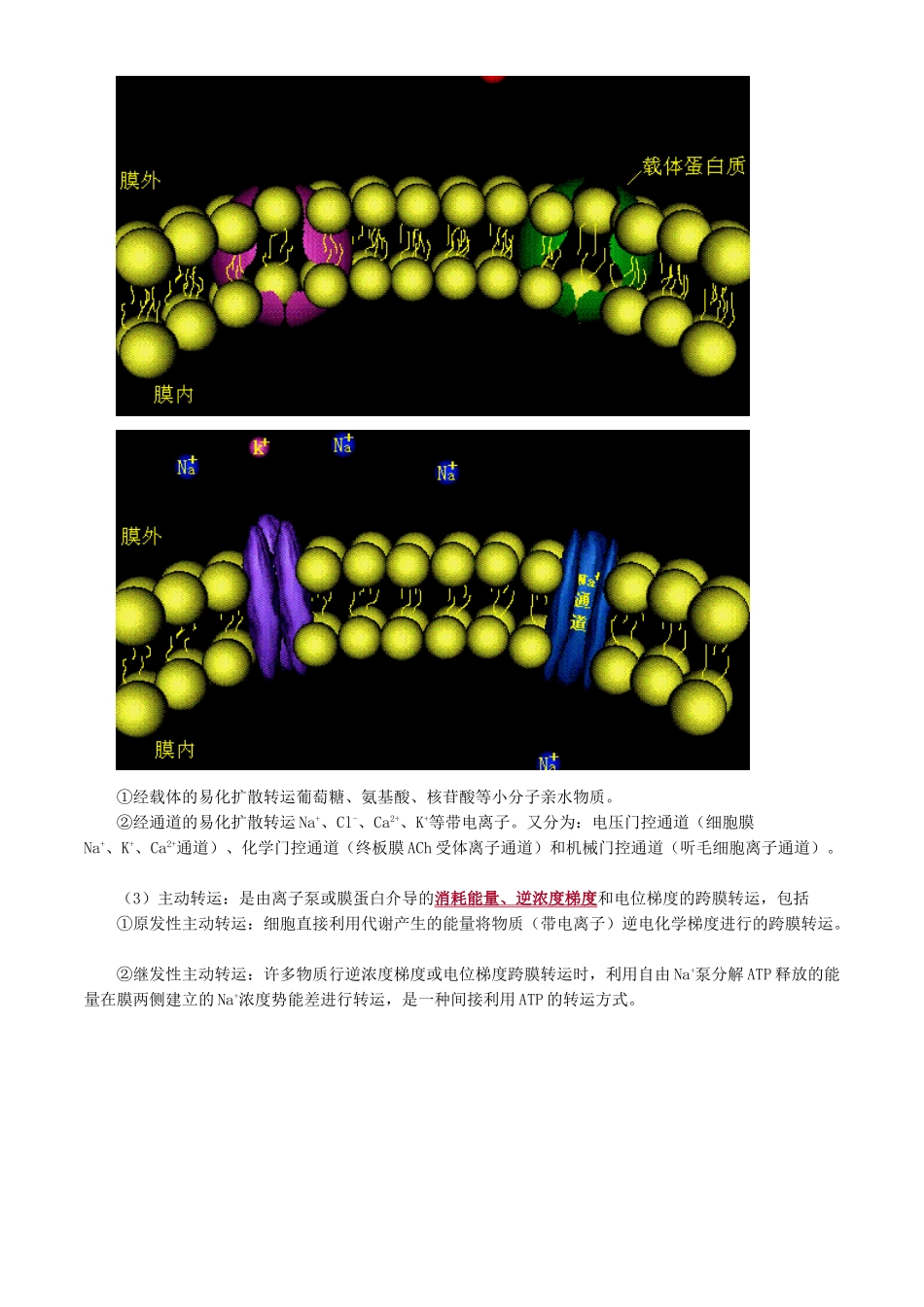 卫生类主管药师考试基础知识-生理学_第2页