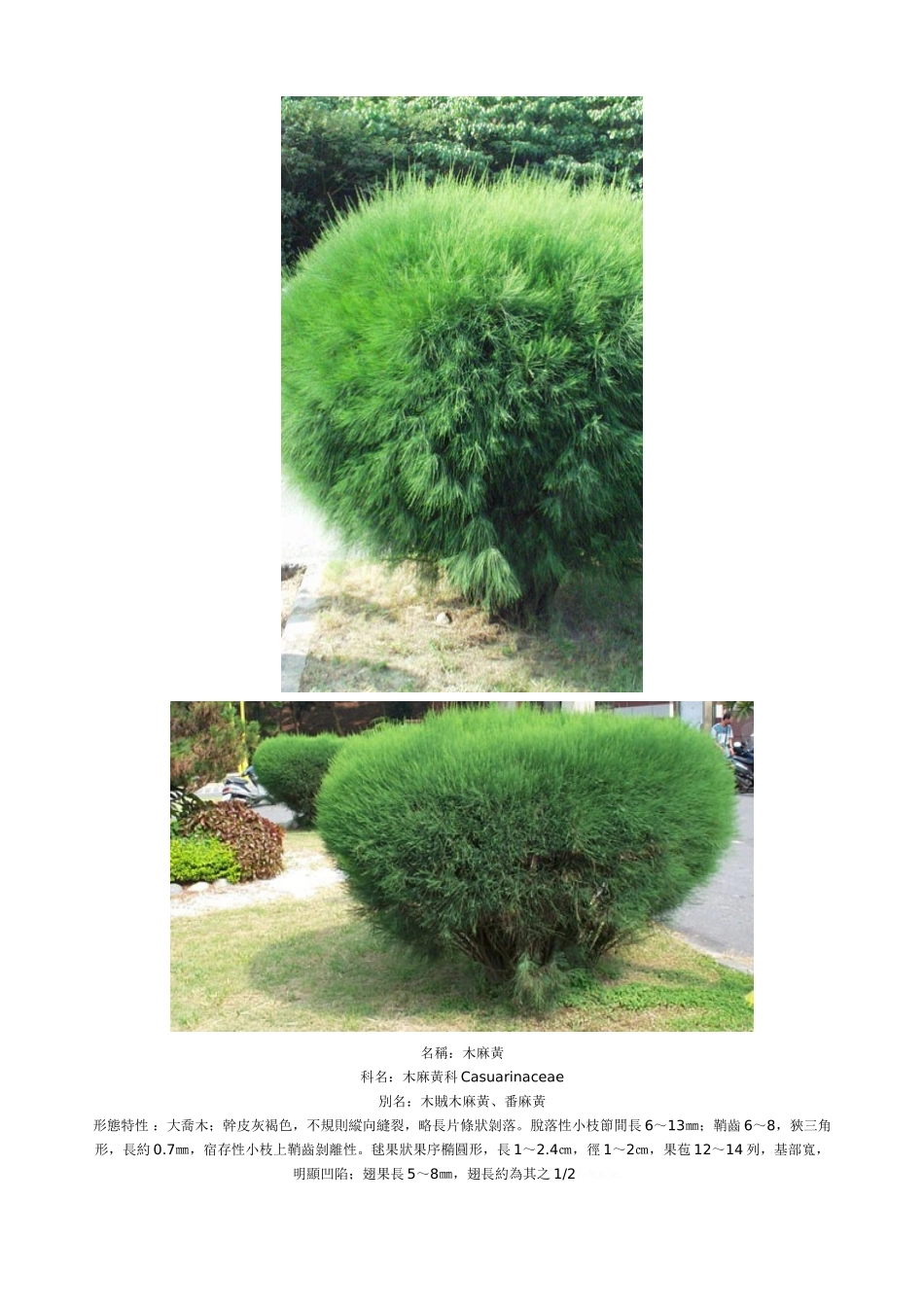 园林绿化景观植物大全_第3页