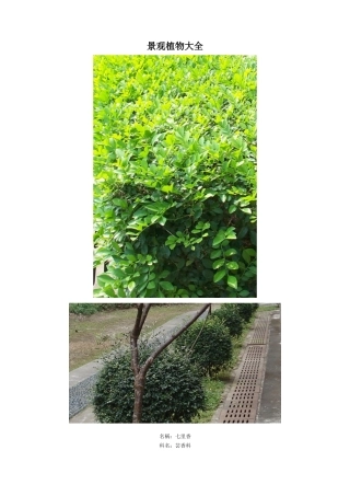 园林绿化景观植物大全