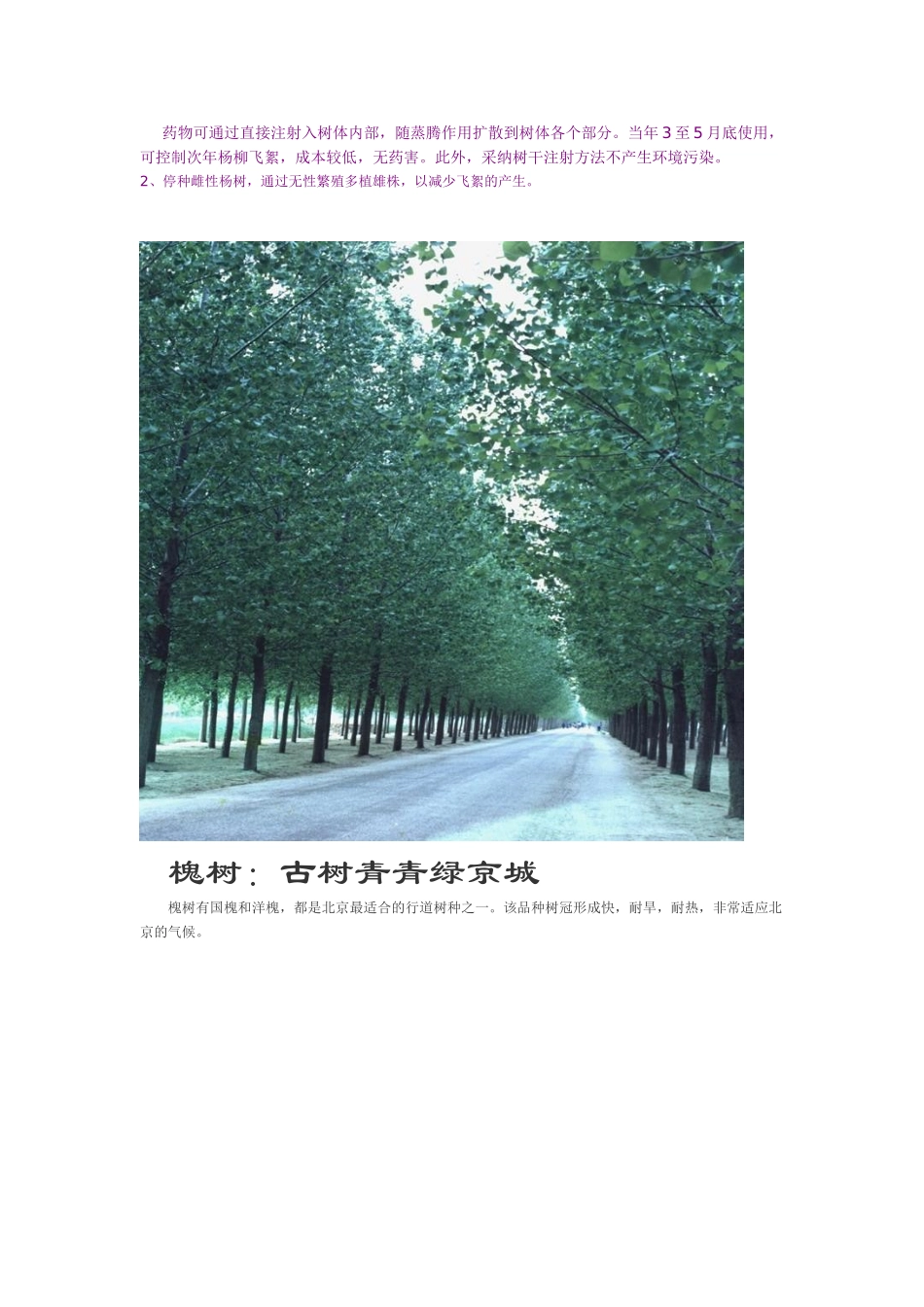 城市行道树种植常识_第2页