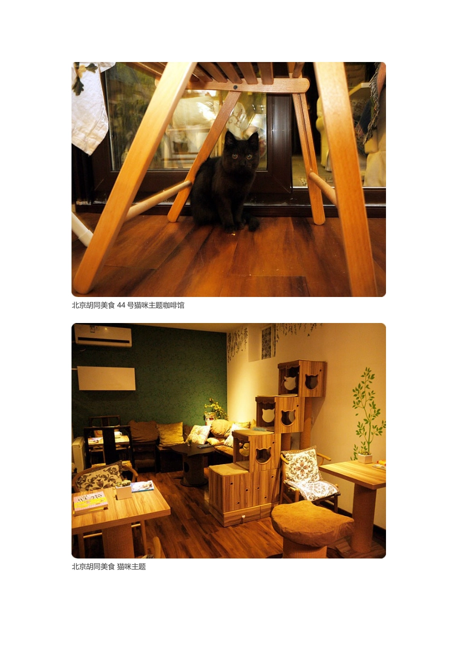有咖啡可喝的猫咪公社——44号猫咪主题咖啡馆_第3页