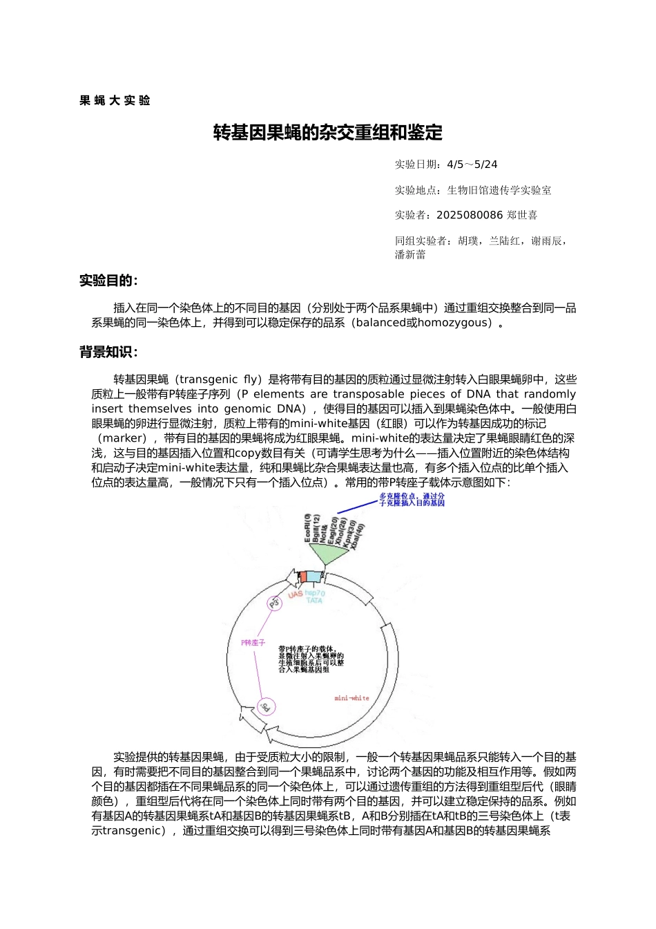 果蝇大实验-转基因果蝇的杂交重组和鉴定_第1页