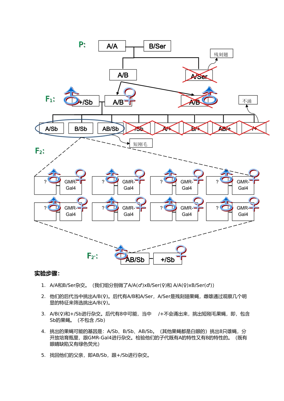 果蝇大实验-转基因果蝇的杂交重组和鉴定_第3页