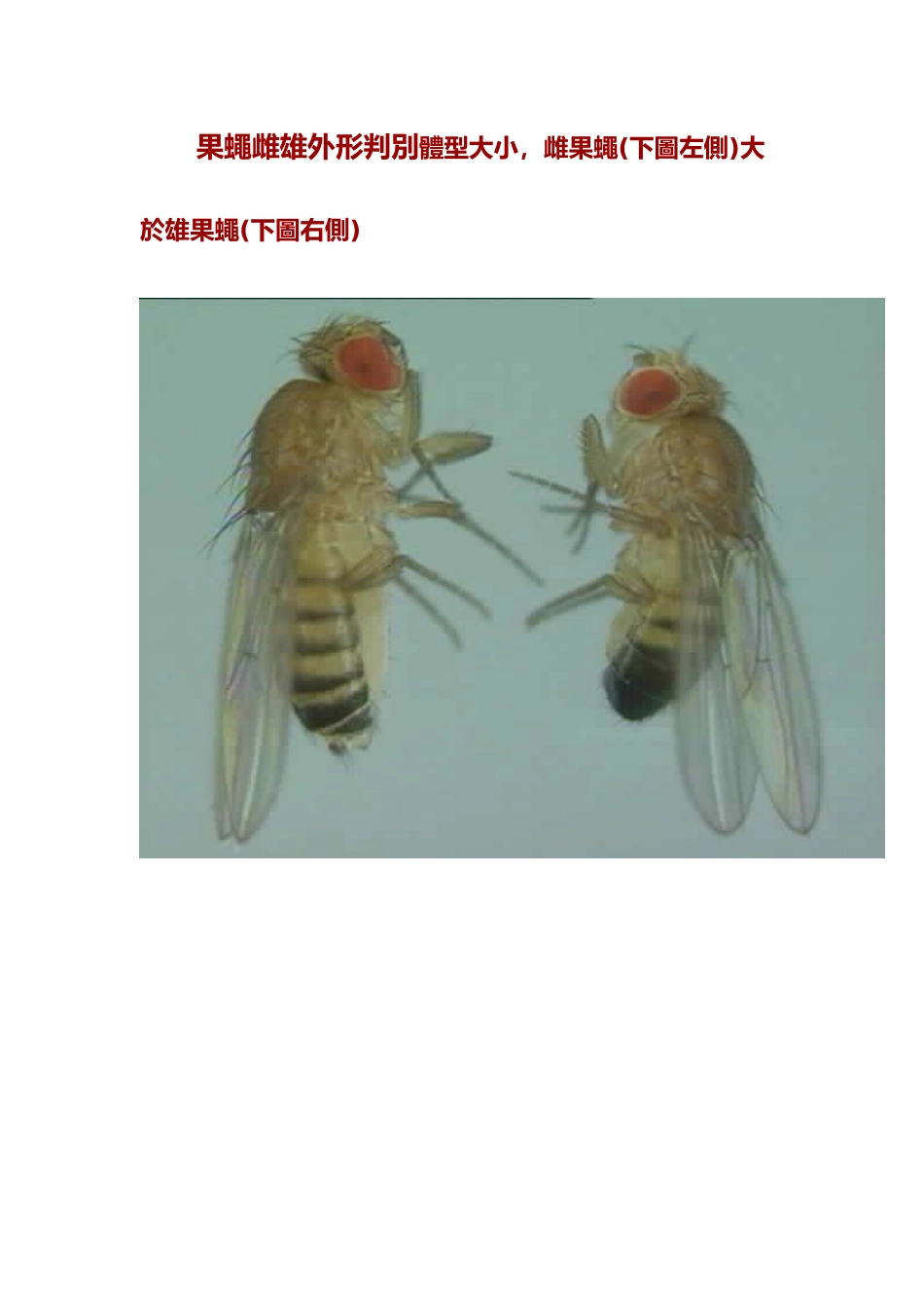 果蝇的外形特点_第2页