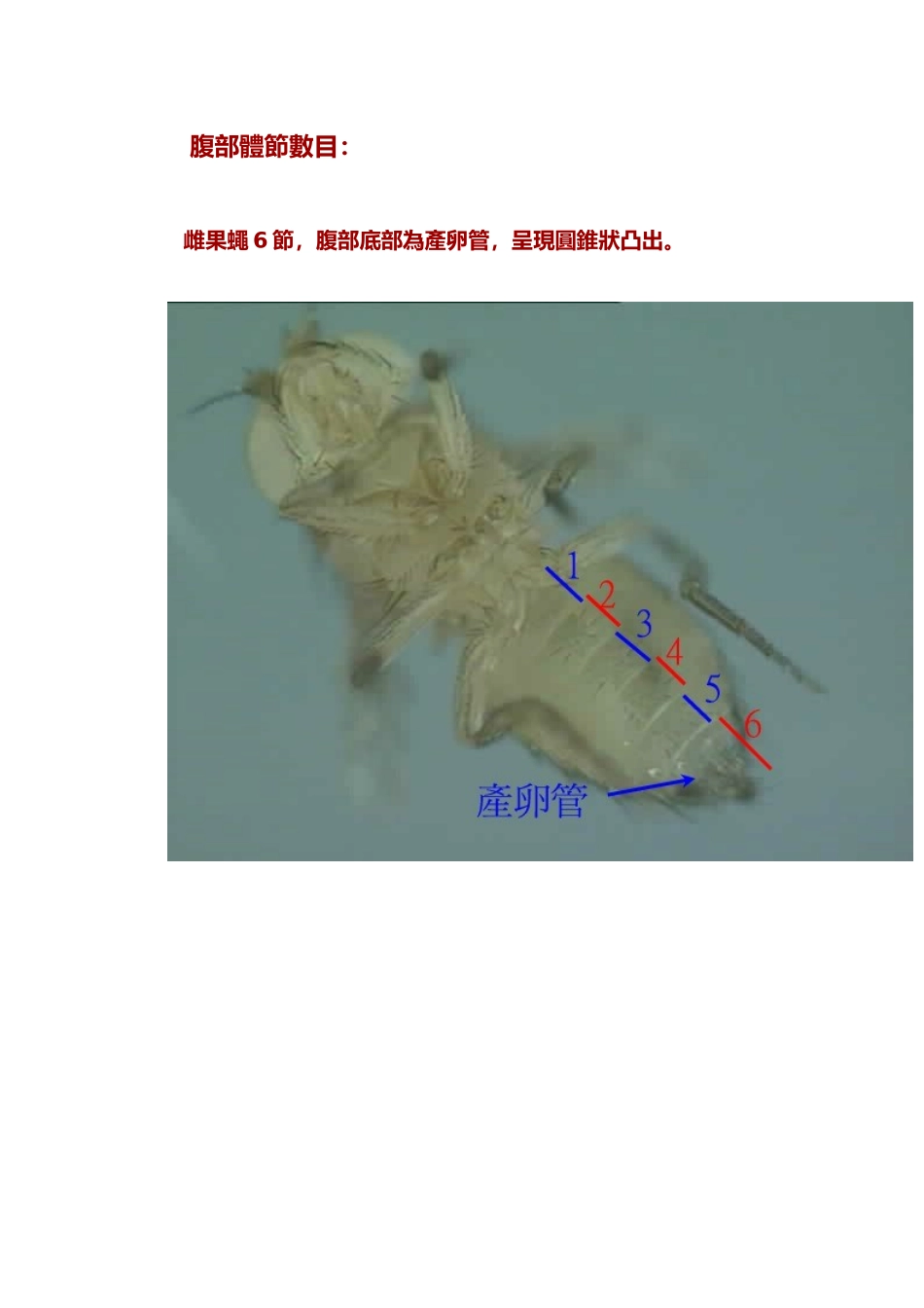 果蝇的外形特点_第3页