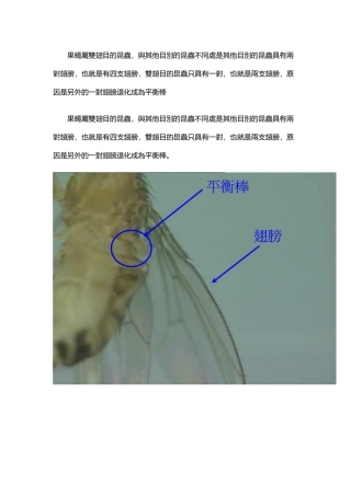 果蝇的外形特点