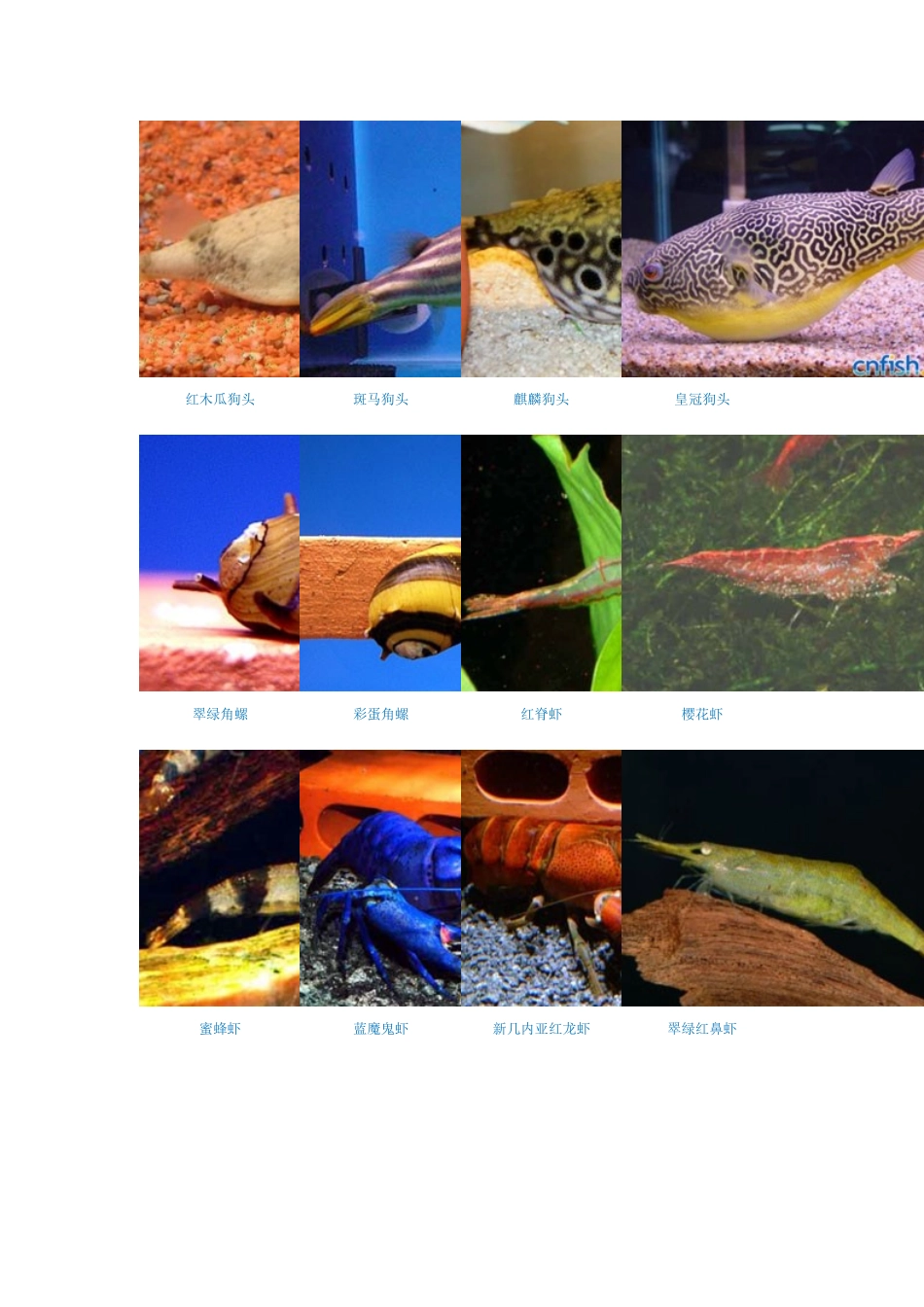 淡水热带鱼图片大全_第2页