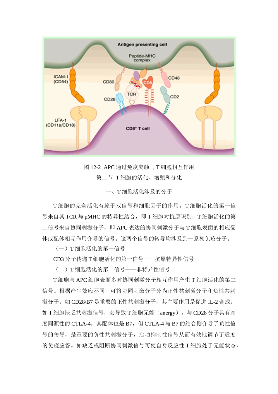 第十二章T淋巴细胞介导的细胞免疫应答_第3页