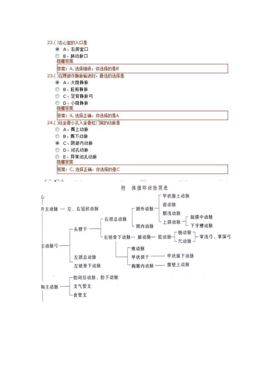 第四章-脉管系统_第3页