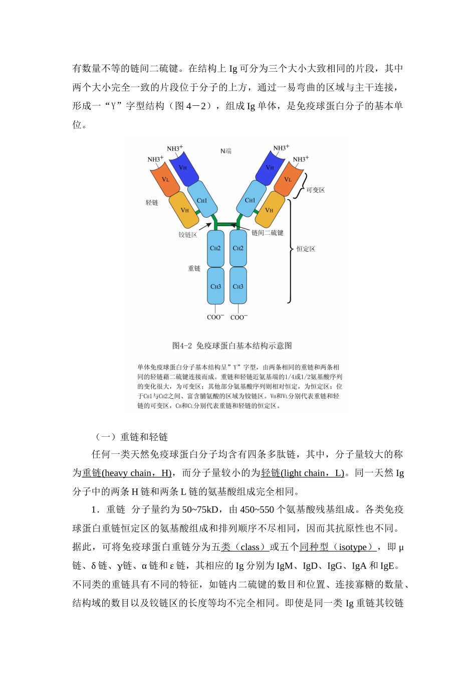第四章免疫球蛋白_第2页