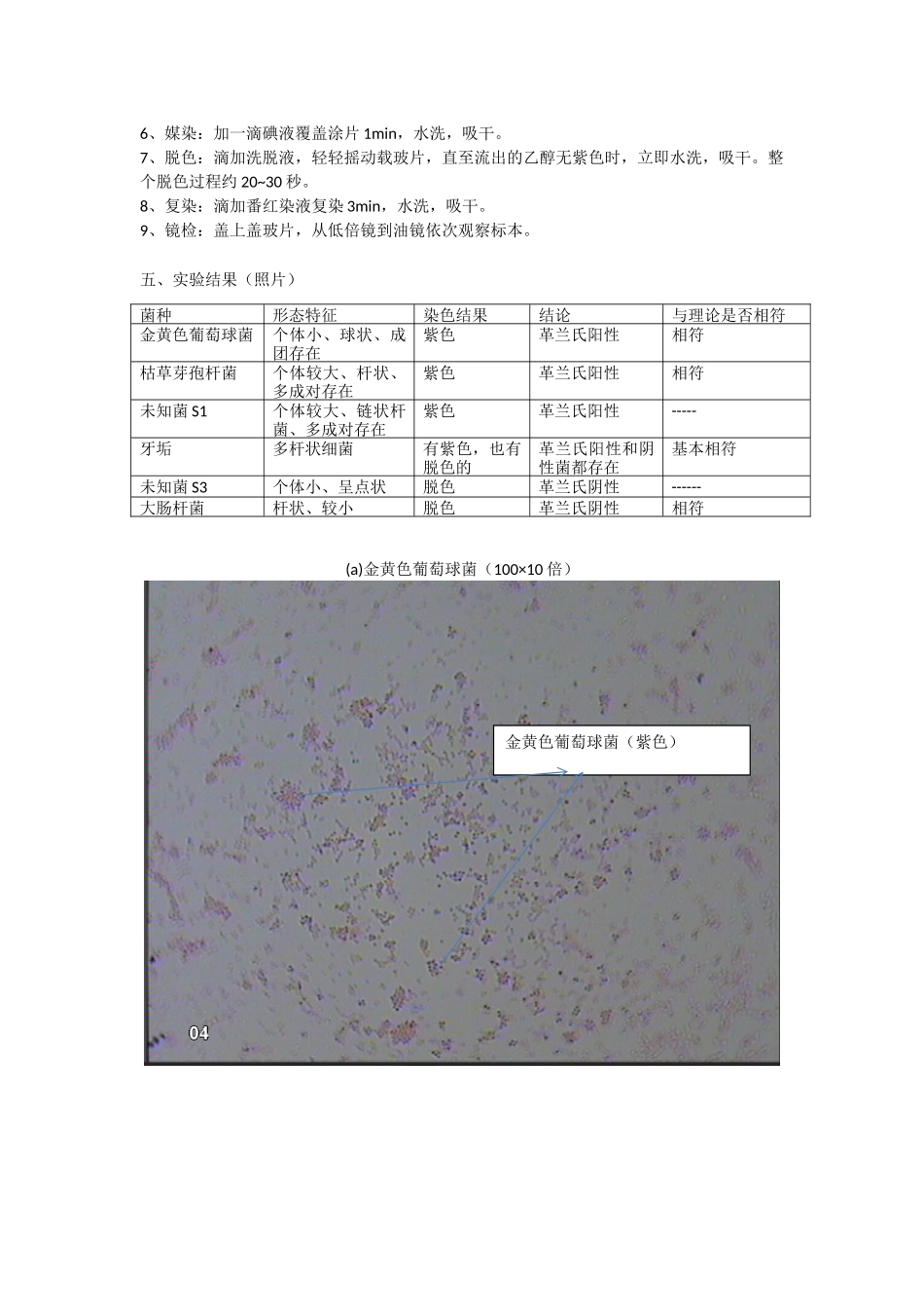 细菌的简单染色和革兰染色实验报告_第2页