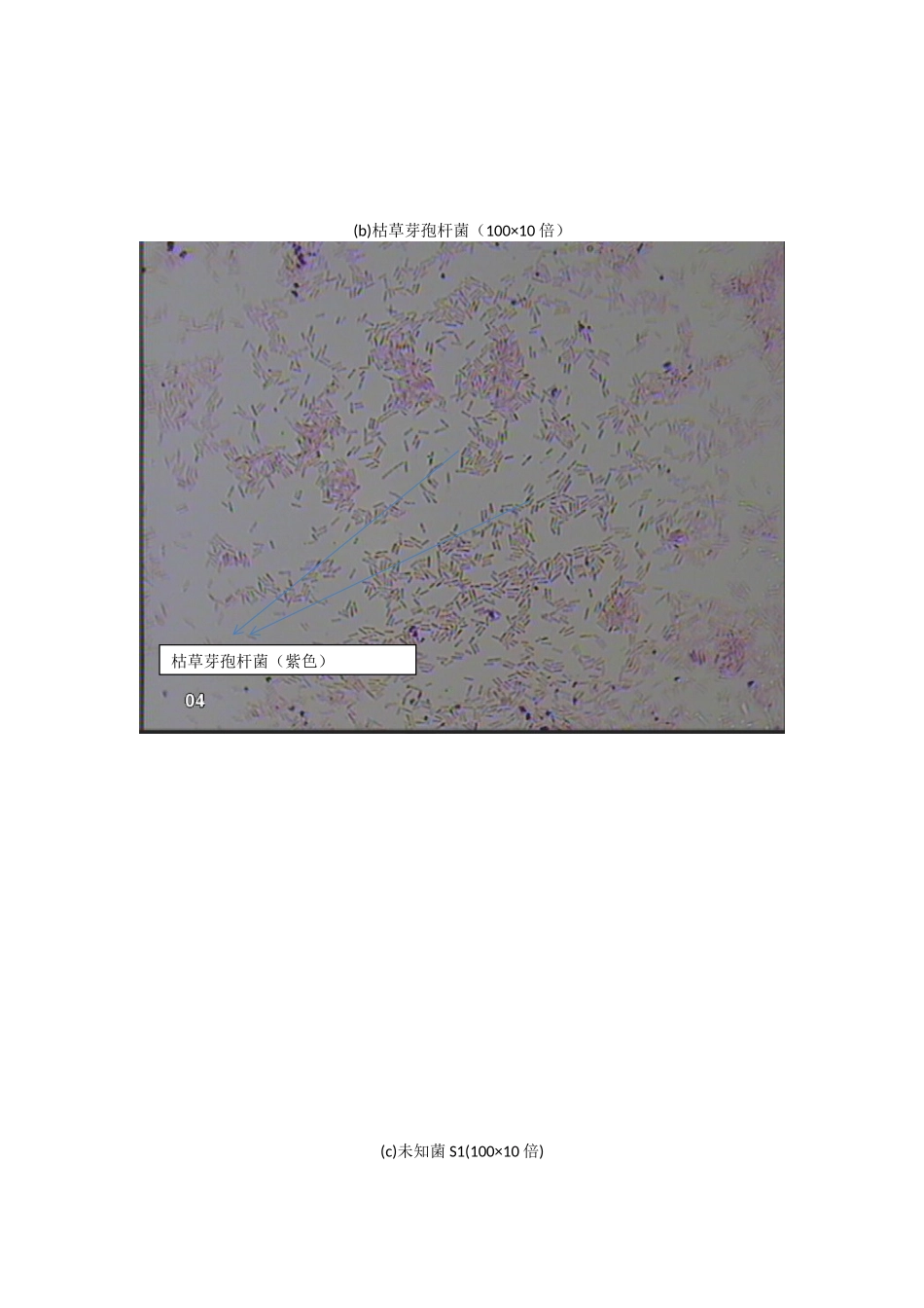 细菌的简单染色和革兰染色实验报告_第3页