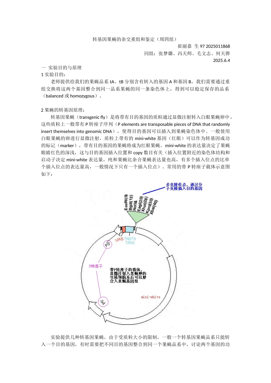 转基因果蝇实验—崔丽嘉_第1页