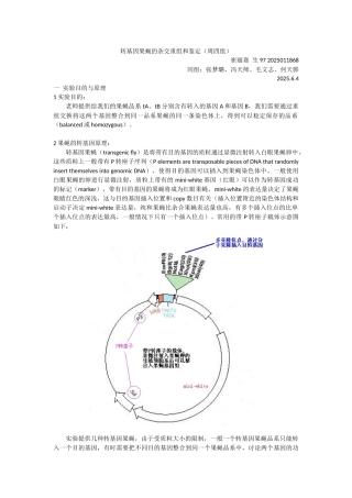 转基因果蝇实验—崔丽嘉