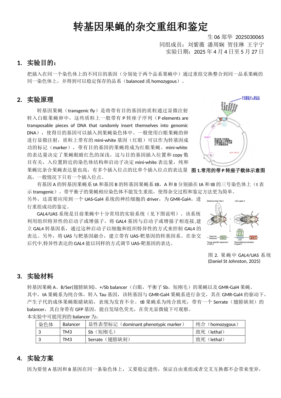 转基因果蝇的杂交重组和鉴定_第1页