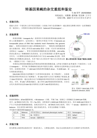 转基因果蝇的杂交重组和鉴定
