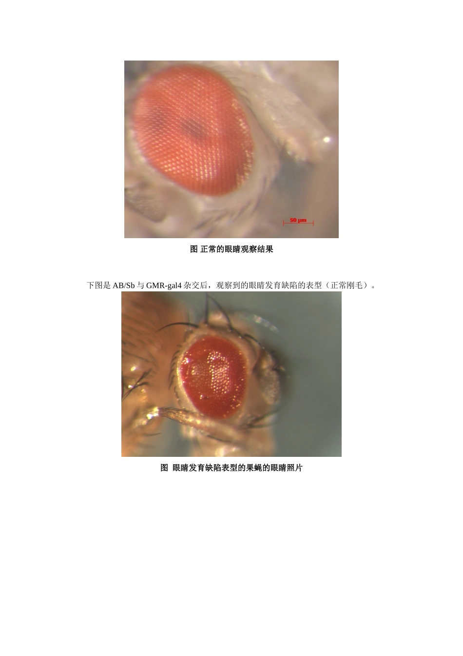 转基因鉴定图片-_第1页