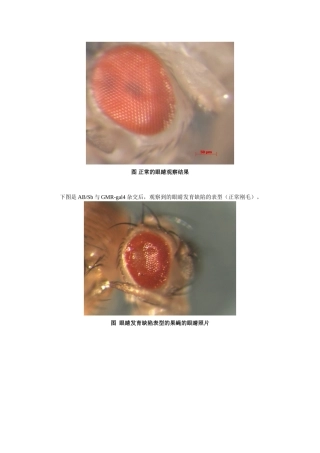 转基因鉴定图片-