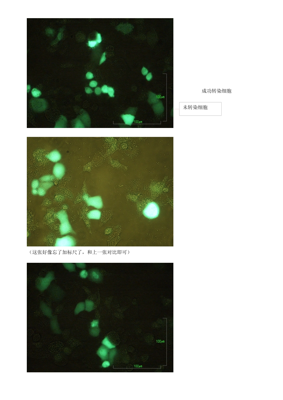选做细胞转染边晔_第2页
