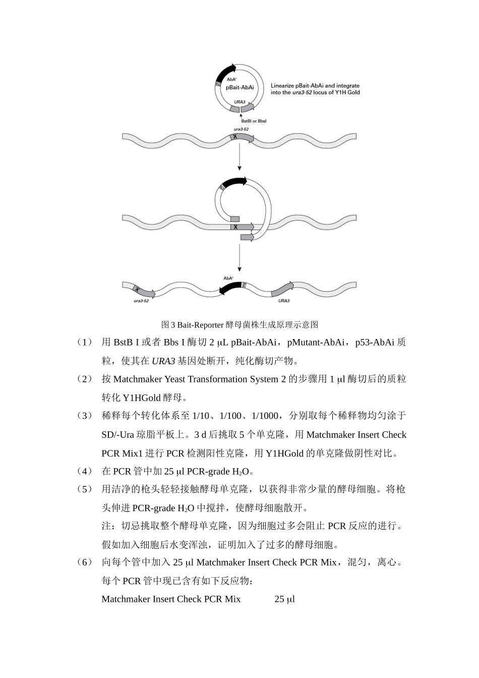 酵母单杂交实验步骤总结1_第2页