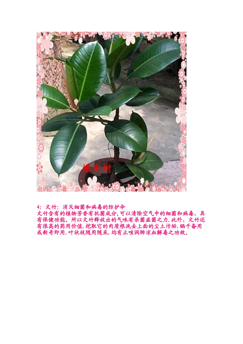 14种植物放入室内的功效_第3页