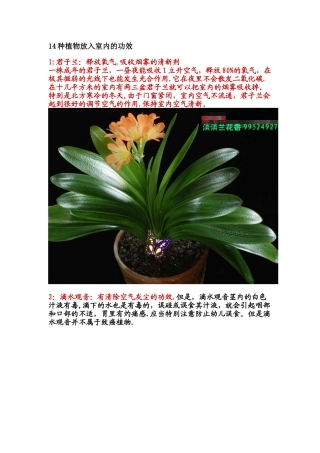14种植物放入室内的功效